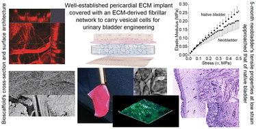 Graphical abstract: Pericardial bioscaffold coated with ECM gels and urothelial cells for the repair of a rabbit urinary bladder defect