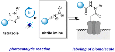 Graphical abstract: Visible light-mediated photocatalytic coupling between tetrazoles and carboxylic acids for biomolecule labelling