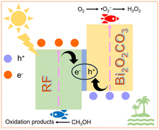 Graphical abstract: Organic–inorganic complex S-scheme photocatalyst resorcinol–formaldehyde resins/Bi2O2CO3 with enhanced photocatalytic H2O2 production