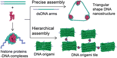 Graphical abstract: A versatile approach for geometry-based self-assembly of DNA–protein hybrid nanostructures using histone–DNA interactions