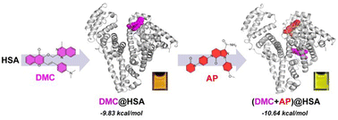 Graphical abstract: A FA1-targeting albumin marker enables the ratiometric detection of apixaban in urine