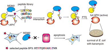 Graphical abstract: Selection of MDM2-binding peptides in Escherichia coli using an engineered split intein and aminoglycoside phosphotransferase