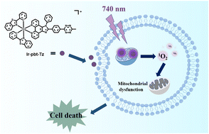 Graphical abstract: Cyclometalated iridium(iii) tetrazine complexes for mitochondria-targeted two-photon photodynamic therapy