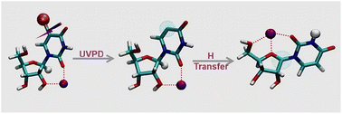 Graphical abstract: Transition of the coordination modes in sodiated uridine radicals revealed by infrared multiphoton dissociation spectroscopy and theoretical calculations