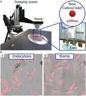 Graphical abstract: Enhanced delivery of polymer beads into cells through arrayed metal nanotubes by the Soret effect