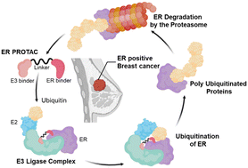 Graphical abstract: Development of PROTACs targeting estrogen receptor: an emerging technique for combating endocrine resistance