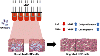 Graphical abstract: Synergistic effect of gold nanorods coated with type I collagen and LED irradiation on wound healing in human skin fibroblast cells