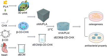 Graphical abstract: Preparation and properties of a 3D printed nHA/PLA bone tissue engineering scaffold loaded with a β-CD–CHX combined dECM hydrogel