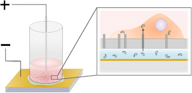 Graphical abstract: Achieving efficient clonal beta cells transfection using nanostraw/nanopore-assisted electroporation