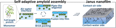 Graphical abstract: Non-fibril amyloid aggregation at the air/water interface: self-adaptive pathway resulting in a 2D Janus nanofilm