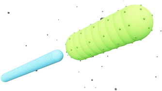 Graphical abstract: Influence of bacterial swimming and hydrodynamics on attachment of phages
