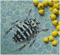 Graphical abstract: Anoplophora graafi longhorn beetle coloration is due to disordered diamond-like packed spheres
