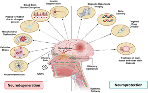 Graphical abstract: Iron oxide nanoparticles: a narrative review of in-depth analysis from neuroprotection to neurodegeneration
