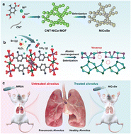 Graphical abstract: Selenium-vacancy-mediated NiCoSe nanoplatforms with NIR-II amplified nanozymes for methicillin-resistant Staphylococcus aureus-infected pneumonia