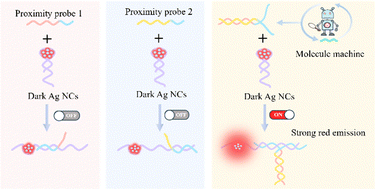 Graphical abstract: Proximity-induced DNA Ag NC enhancement with a DNA-fueled molecule machine for lung cancer-associated miRNA detection