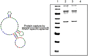 Graphical abstract: DNA aptamers targeting P. aeruginosa RNAP