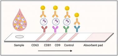 Graphical abstract: Multi-line lateral flow immunoassay for the detection and subtyping of breast cancer-derived small extracellular vesicles