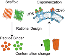 Graphical abstract: Design of TNFR peptide agonists for inducing receptor oligomerization and cell apoptosis