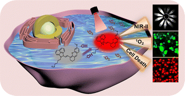 Graphical abstract: A hydroxyl radical-activated NIR-II hemicyanine photosensitizer for selective photodynamic cancer therapy