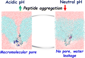 Graphical abstract: pH-dependent peptide aggregation and translocation across octanol and hexane interfaces: insights from umbrella sampling simulations