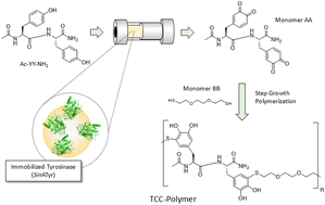 Graphical abstract: Towards synthetic catechol rich protein analogues through tyrosinase catalyzed activation of a tyrosine dipeptide in continuous mode