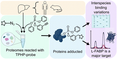 Graphical abstract: Chemical proteomics reveals human liver fatty acid binding protein as a predominant and selective target of triphenyl phosphate