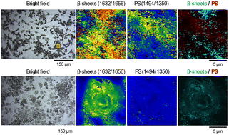 Graphical abstract: Polystyrene nanoplastic exposure promotes amyloid misfolding and metabolic impairment at sublethal doses. A subcellular infrared imaging study