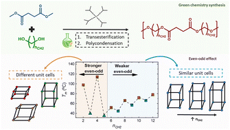 Graphical abstract: Peculiar even-odd effect in semi-crystalline poly(alkylene succinate)s with a wide range of repeating unit chain lengths