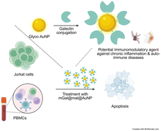 Graphical abstract: Design of galectin-1-conjugated nanoparticles as potential immunomodulatory agents