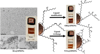 Graphical abstract: A simple, scalable protocol for the synthesis of ricinoleic acid-functionalised superparamagnetic nanoparticles with tunable size, shape, and hydrophobic or hydrophilic properties