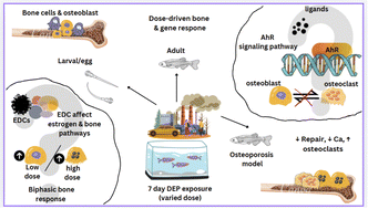 Graphical abstract: Diesel exhaust particles modulate bone remodeling and worsen osteoporosis: in vitro and in vivo investigations