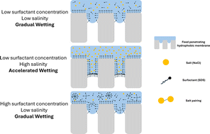 Graphical abstract: Surfactant-induced wetting dynamics in the context of hypersaline desalination for membrane distillation