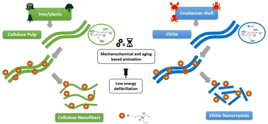 Graphical abstract: Low-energy synthesis of individualized pH-responsive cationic cellulose nanofibers and chitin nanocrystals by mechanochemistry and aging