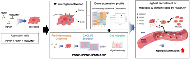 Graphical abstract: Type-dependent effects of nanoplastics on microglial activation and CXCR2-mediated chemotactic migration