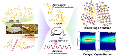 Graphical abstract: Carbohydrate-powered solar cells: how starches give perovskite extra energy