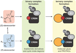 Graphical abstract: The contribution of cyclic imide stereoisomers on cereblon-dependent activity