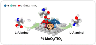 Graphical abstract: Insights into bifunctional active sites of Pt–MoO3/TiO2 catalysts enabling selective hydrogenation of an amino acid