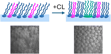 Graphical abstract: Bacterial cell membrane models: choosing the lipid composition