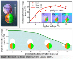 Graphical abstract: Dielectrophoretic response and electro-deformation of soft bioparticles interacting with a metallo-dielectric Janus active particle
