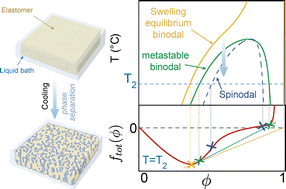 Graphical abstract: Thermodynamics of microphase separation in a swollen, strain-stiffening polymer network
