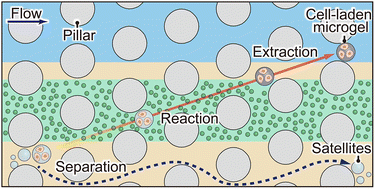Graphical abstract: Continuous production and extraction of monodisperse alginate microgels via deterministic lateral displacement