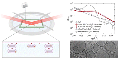Graphical abstract: Comparative structural and rheological analysis of model and clinical surfactants: role of protein-enriched multilayers and bulk supply
