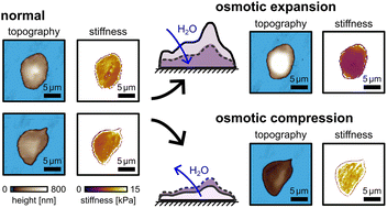 Graphical abstract: Platelet stiffness correlates inversely with platelet volume during expansion and compression