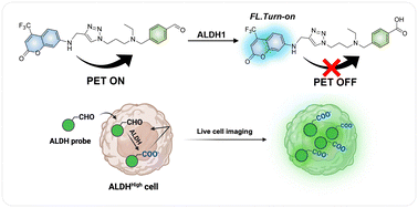 Graphical abstract: PET-leveraged ALDH probe toward cancer stem cells