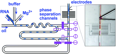 Graphical abstract: Measuring rapid kinetics by a potentiometric method in droplet-based microfluidic devices