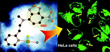 Graphical abstract: Monofunctional platinum complexes containing a 4-nitrobenzo-2-oxa-1,3-diazole fluorophore: Distribution in tumour cells