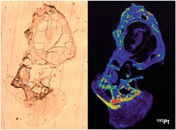 Graphical abstract: Quantitative bioimaging of platinum in polymer embedded mouse organs using laser ablation ICP-MS