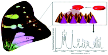 Graphical abstract: Bio-sensing with butterfly wings: naturally occurring nano-structures for SERS-based malaria parasite detection