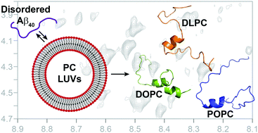 Graphical abstract: Amyloid-β adopts a conserved, partially folded structure upon binding to zwitterionic lipid bilayers prior to amyloid formation