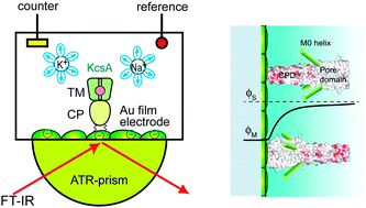 Graphical abstract: Surface-enhanced IR absorption spectroscopy of the KcsA potassium channel upon application of an electric field